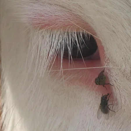 Milchbar & Gerlosperle 4* Gerlos